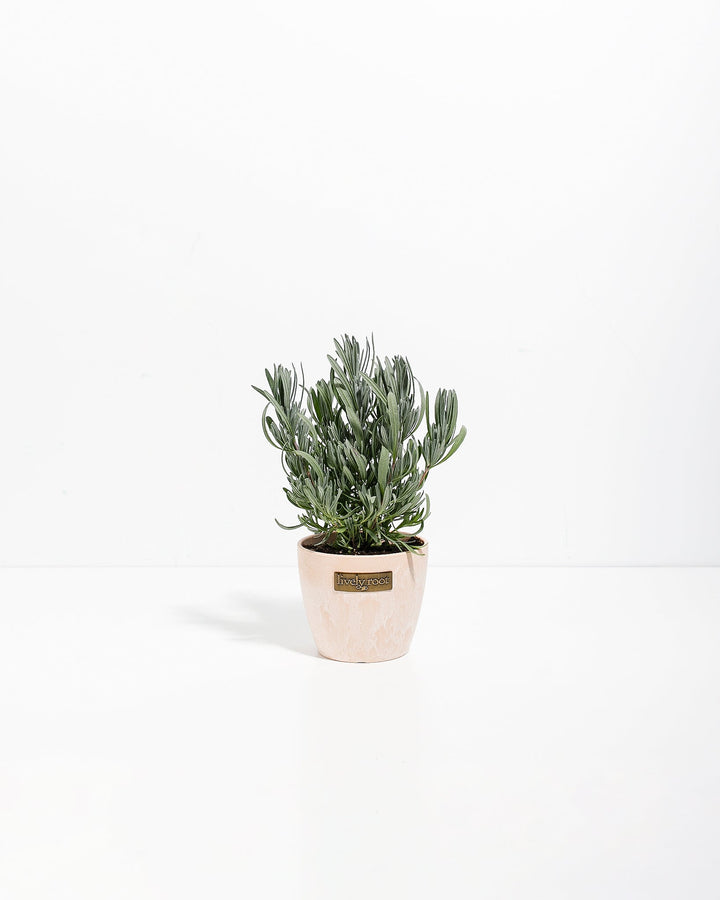 Provence French Lavender