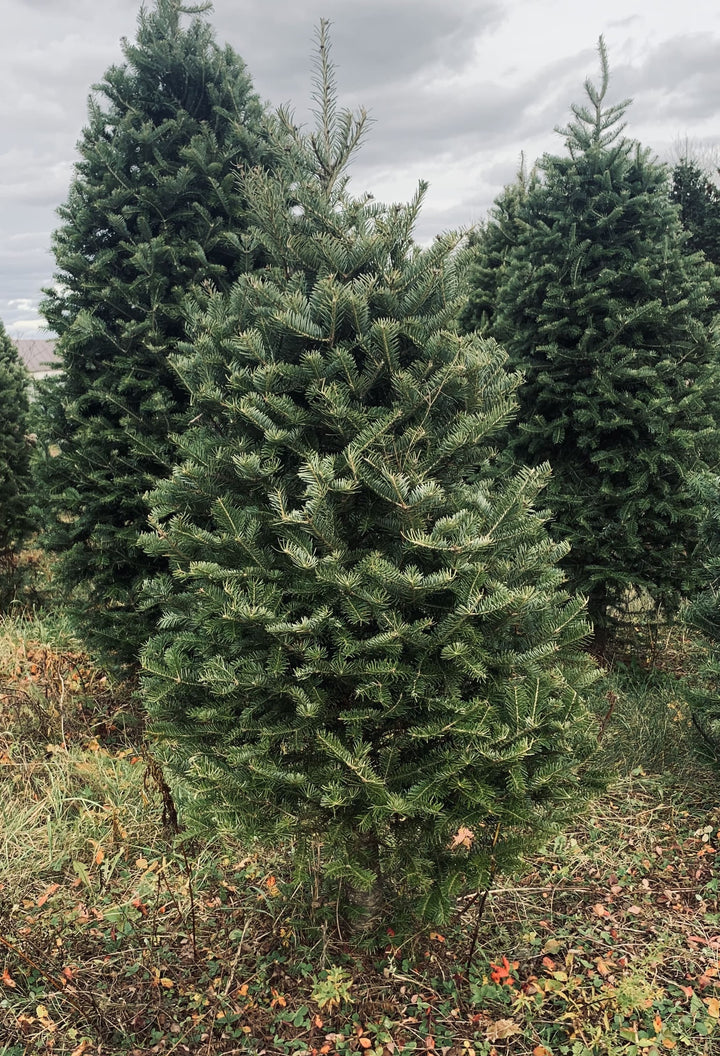 3ft Balsam Fir Christmas Tree