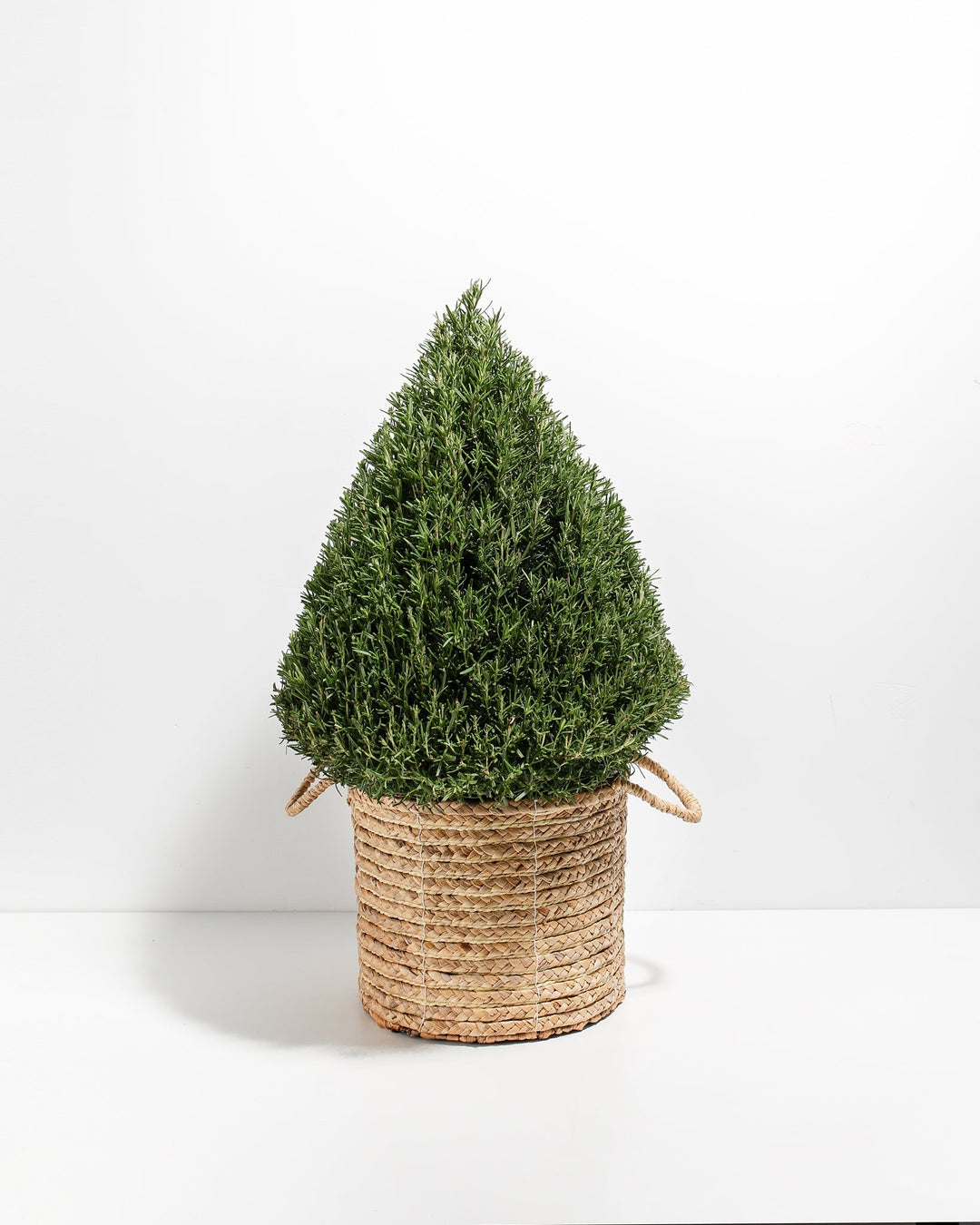 Rosemary Tree