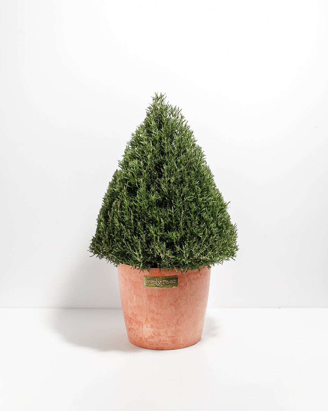Rosemary Tree