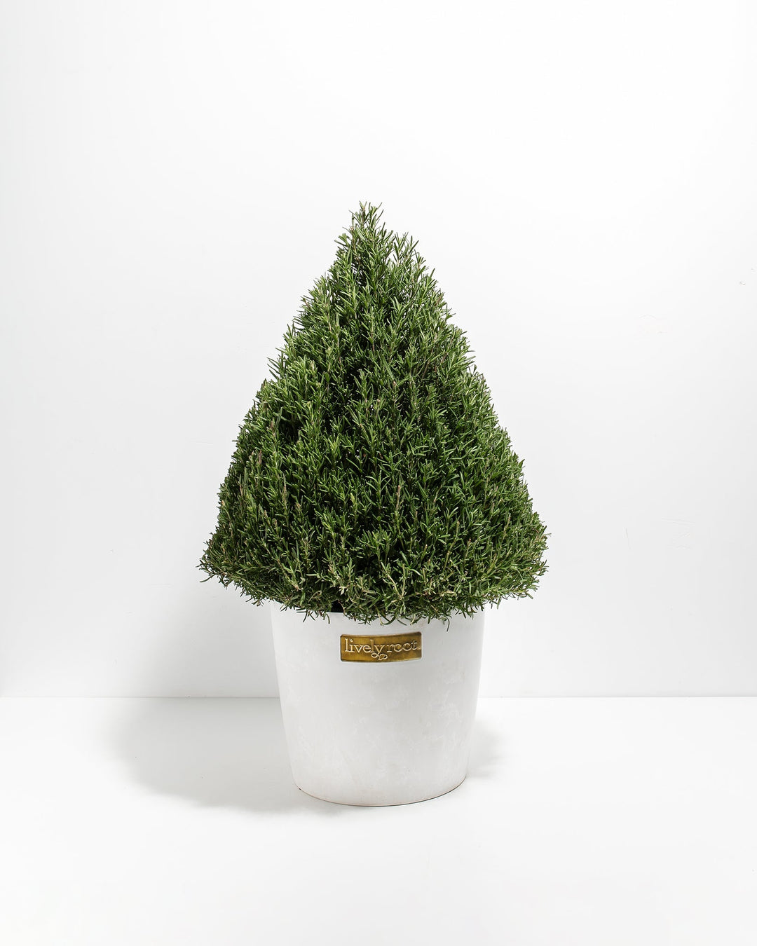 Rosemary Tree