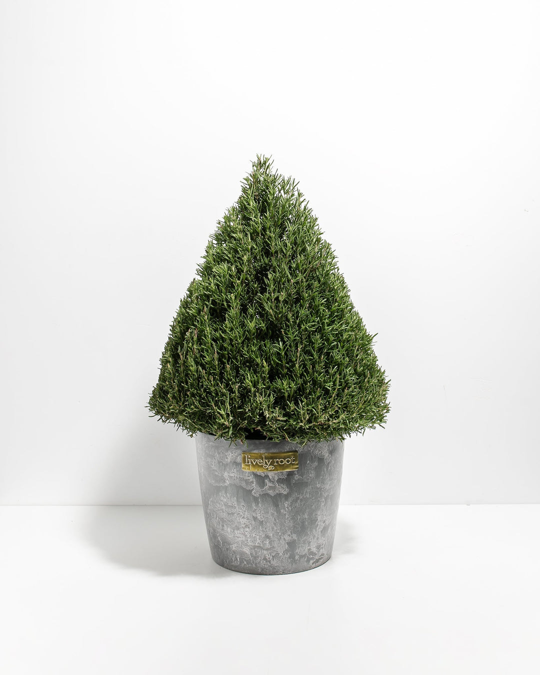 Rosemary Tree
