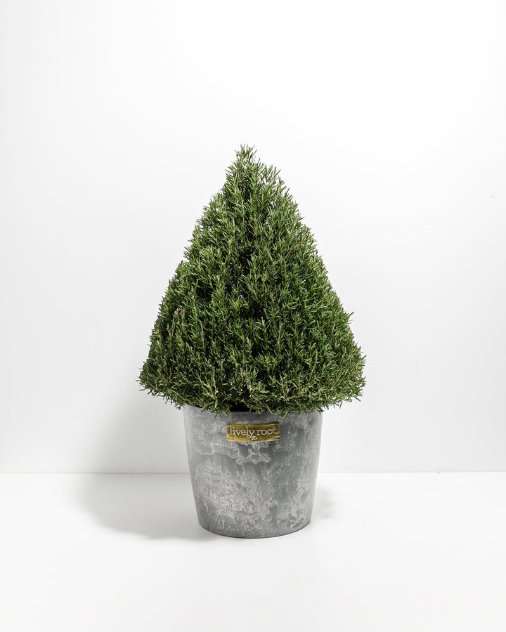 Rosemary Tree