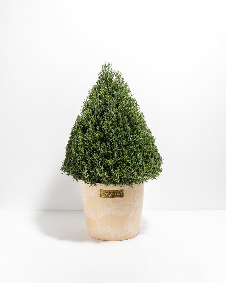 Rosemary Tree
