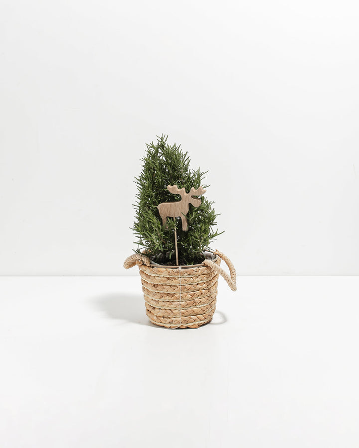 Rosemary Tree