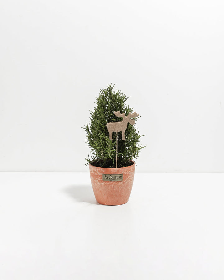 Four-inch rosemary topiary featuring warm peach-toned terracotta pot and whimsical natural wood llama ornament. Charming miniature culinary herb plant combining rustic terracotta appeal with modern decorative accents for cottage-style home décor.