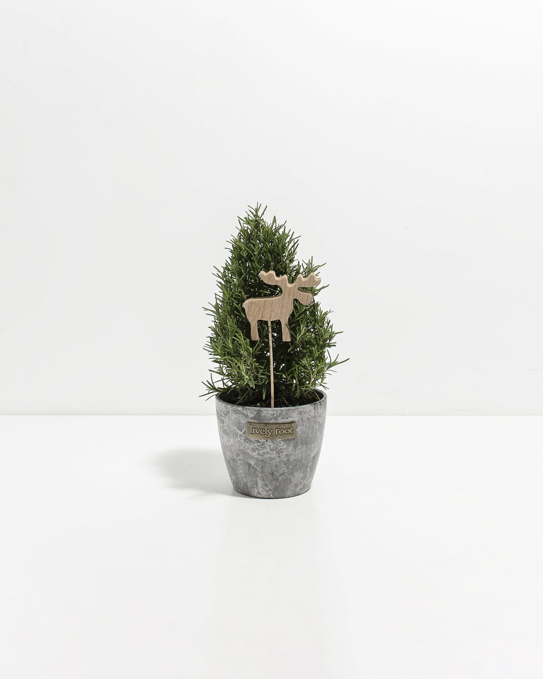 Tabletop rosemary tree in concrete-grey ceramic pot with carved wooden llama garden stake creating a unique living décor piece. Petite fragrant herb plant merging functional culinary herb growing with contemporary botanical décor styling.