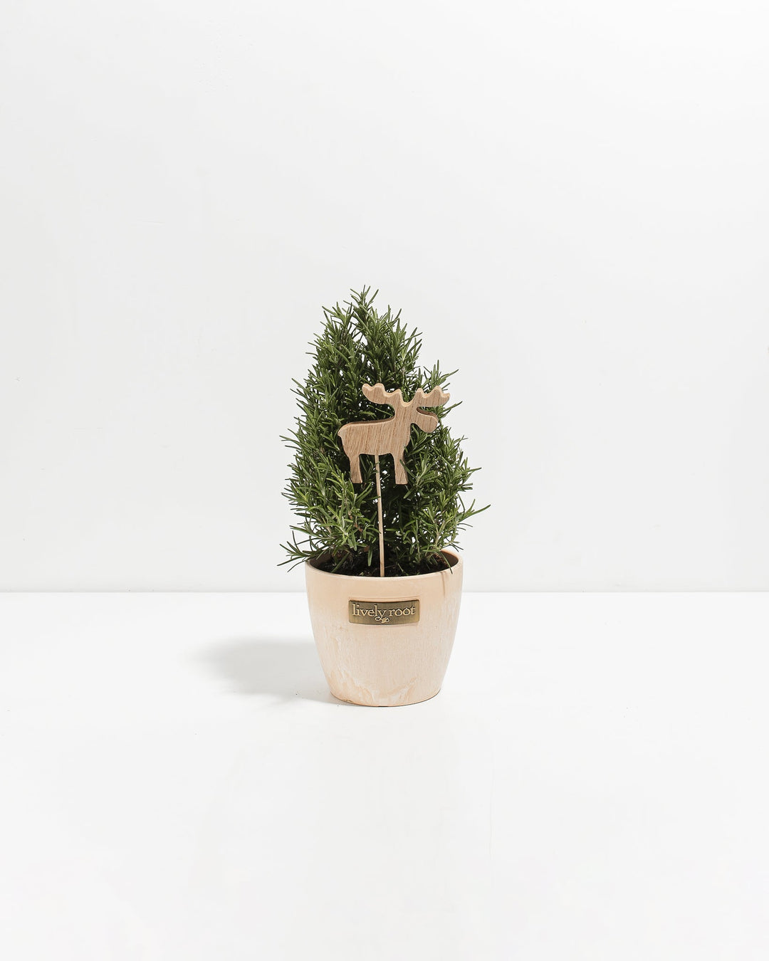 Petite rosemary cone topiary with decorative wooden llama plant stake accent in a neutral cream ceramic pot. Small-scale fragrant herb plant ideal for desk décor, gift-giving, and compact windowsill gardening with playful woodland-inspired styling.