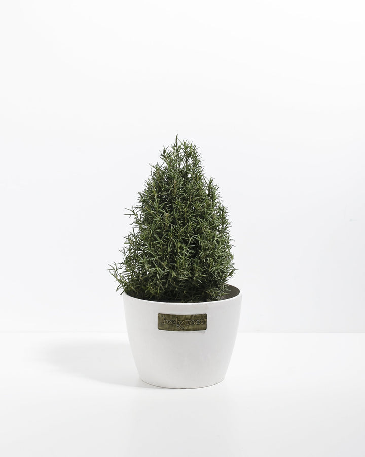 Six-inch potted rosemary tree displaying dense pyramidal cone form and soft green feathery needles in a sleek white ceramic container. Living herb plant perfect for minimalist kitchen styling, culinary cooking, and fragrant indoor plant collections.