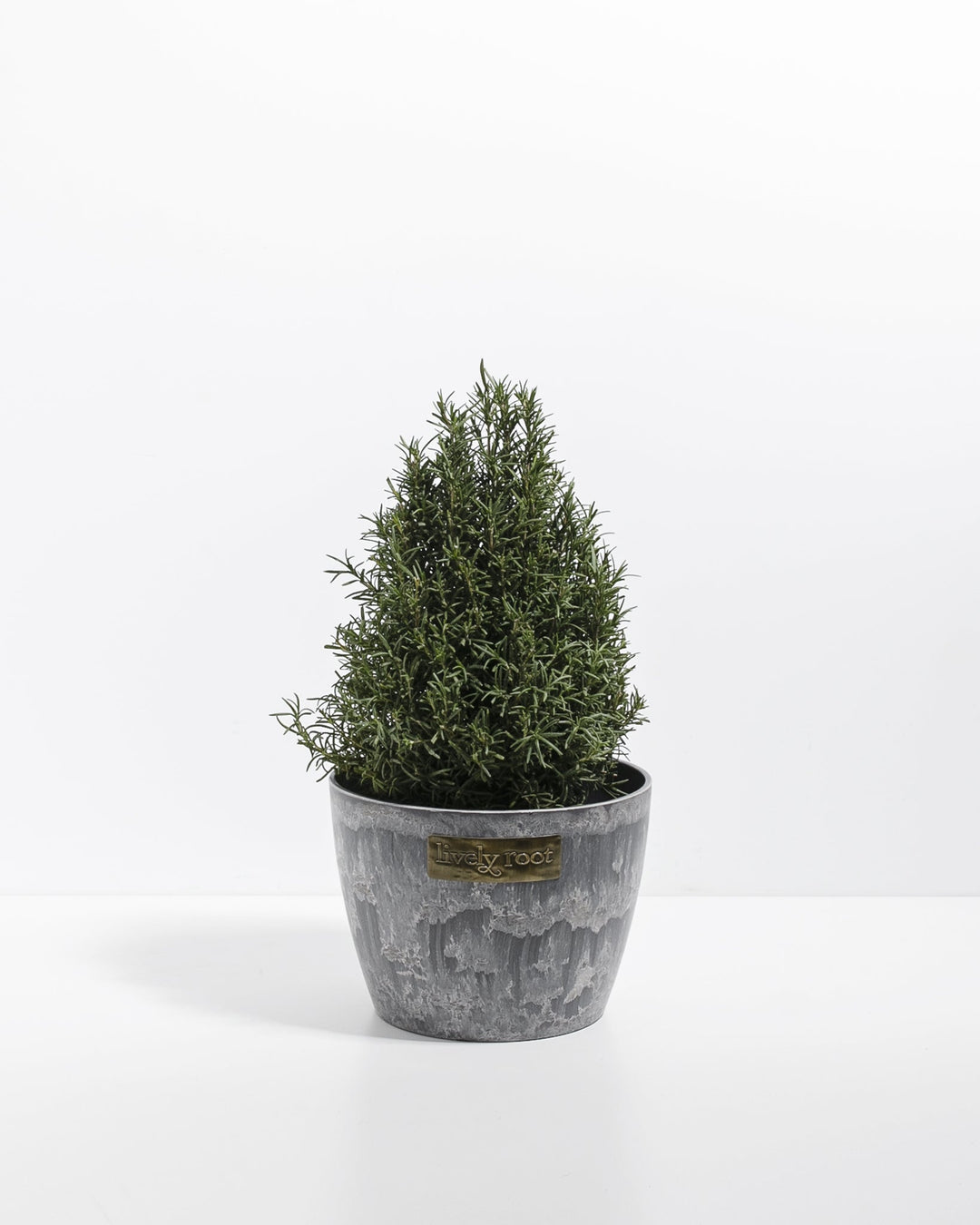 Compact rosemary topiary tree with naturally-formed cone shape and fragrant needle foliage in a textured grey ceramic pot. Culinary and decorative herb plant ideal for kitchen windowsills, aromatic home décor, and fresh rosemary leaf harvesting.