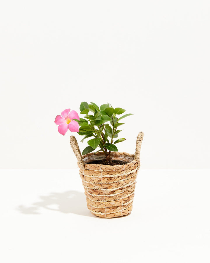 Mandevilla Pink