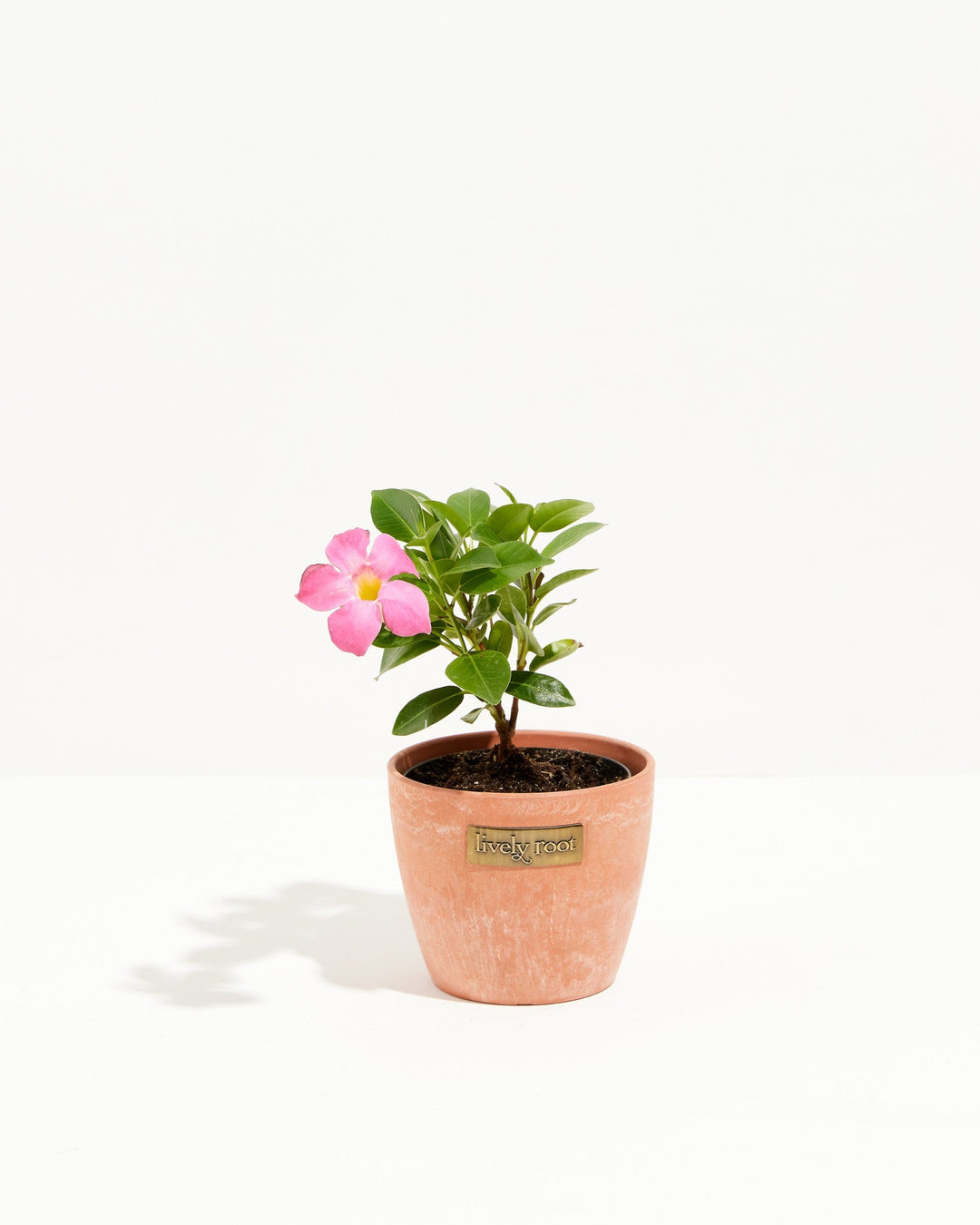 Mandevilla Pink