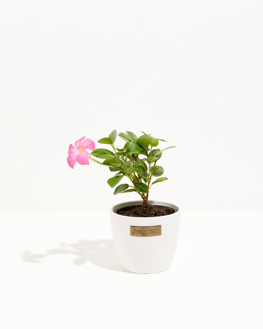 Mandevilla Pink