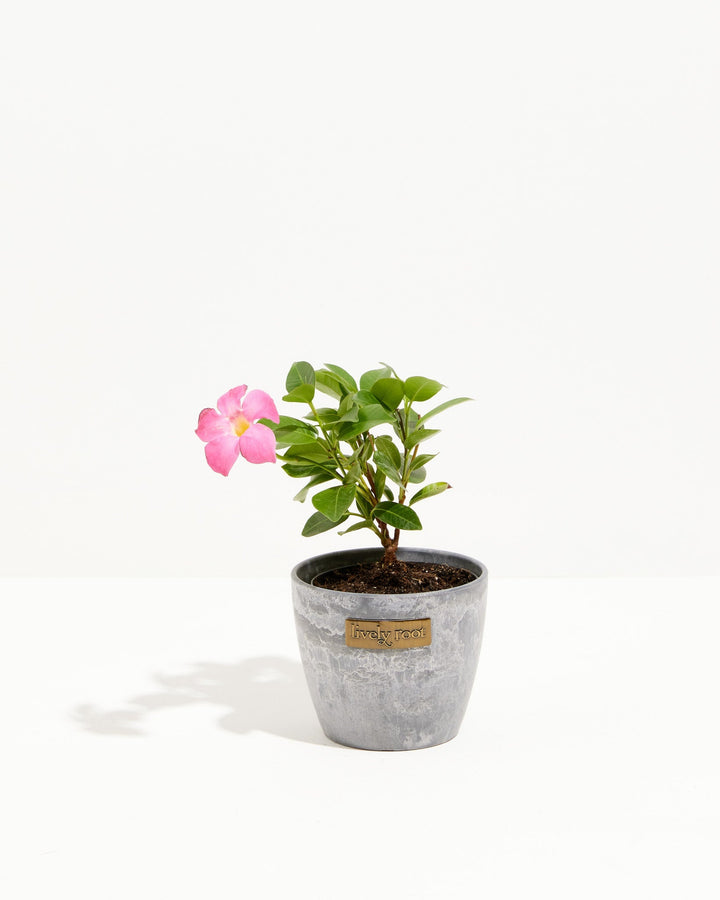 Mandevilla Pink