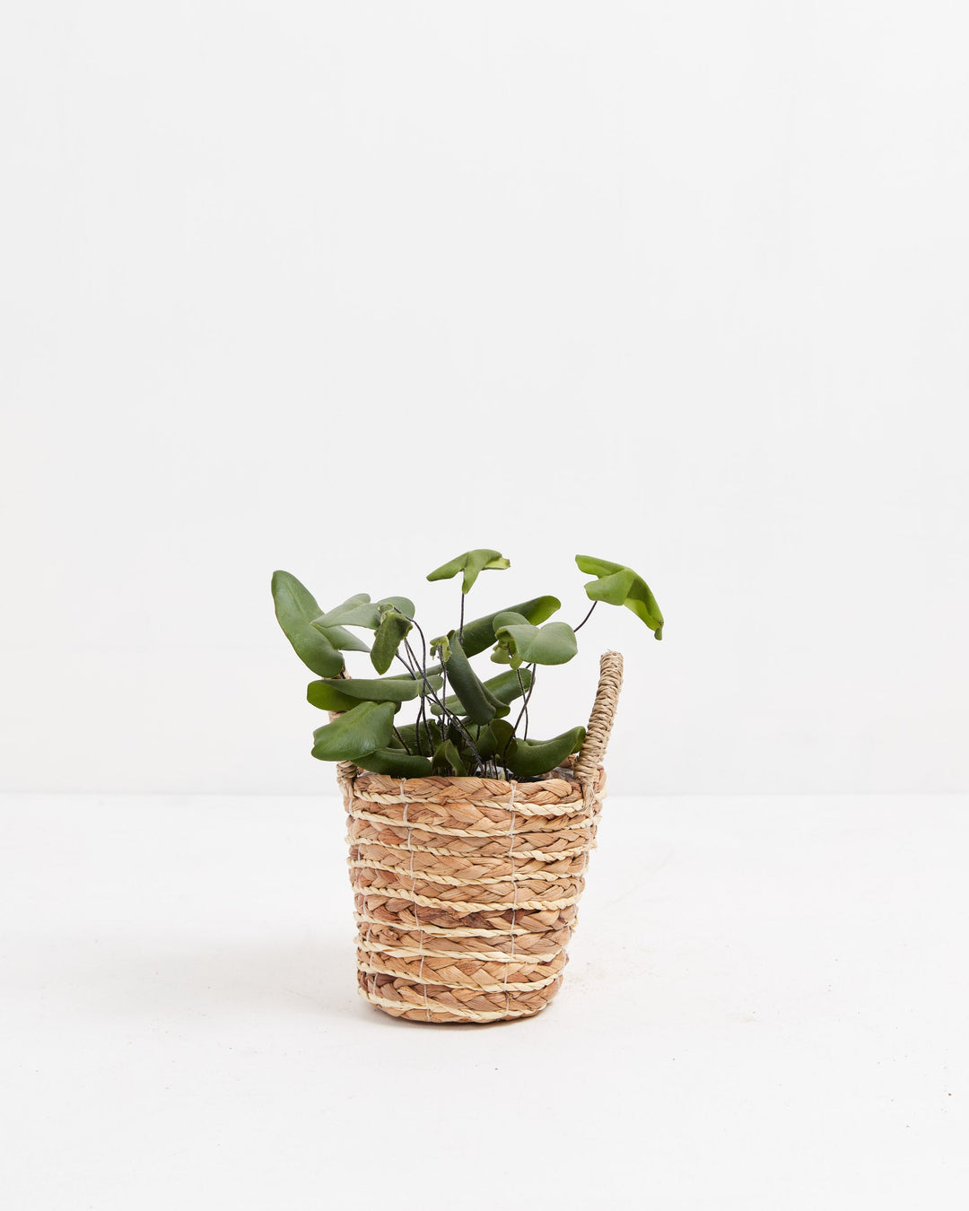 Heart Leaf Fern (Hemionitis arifolia) with thick green heart-shaped fronds and wiry dark stems in a handwoven natural seagrass basket