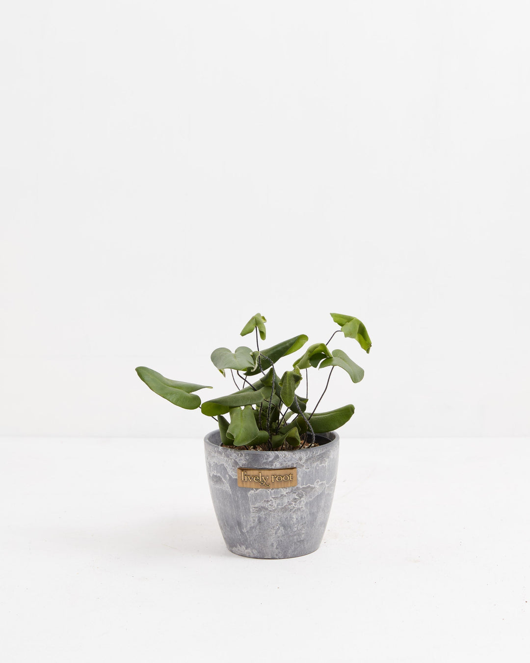 4" Heart Leaf Fern with heart-shaped leaves and trailing dark stems in a gray stone-textured Lively Root pot