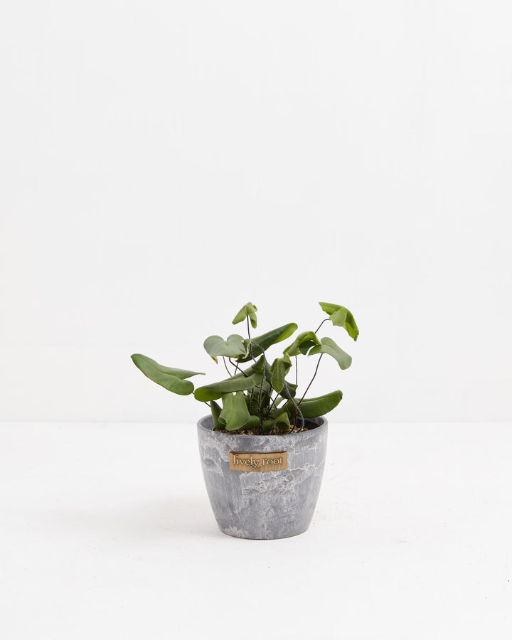 4" Heart Leaf Fern with heart-shaped leaves and trailing dark stems in a gray stone-textured Lively Root pot