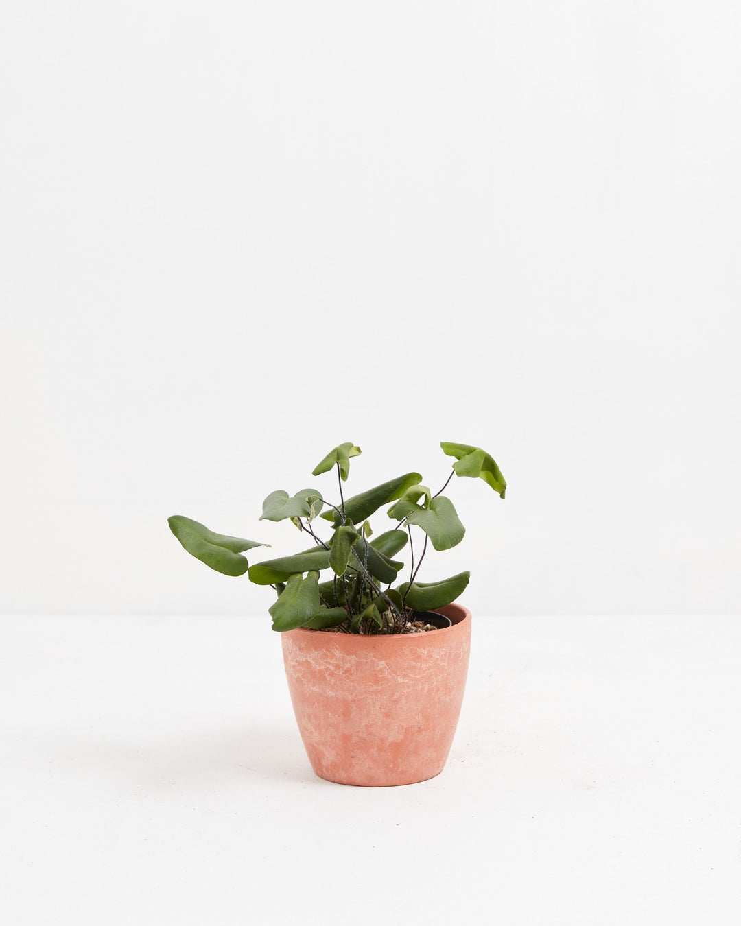 4" Heart Leaf Fern with thick green heart-shaped foliage in a terracotta textured ceramic pot on a white background