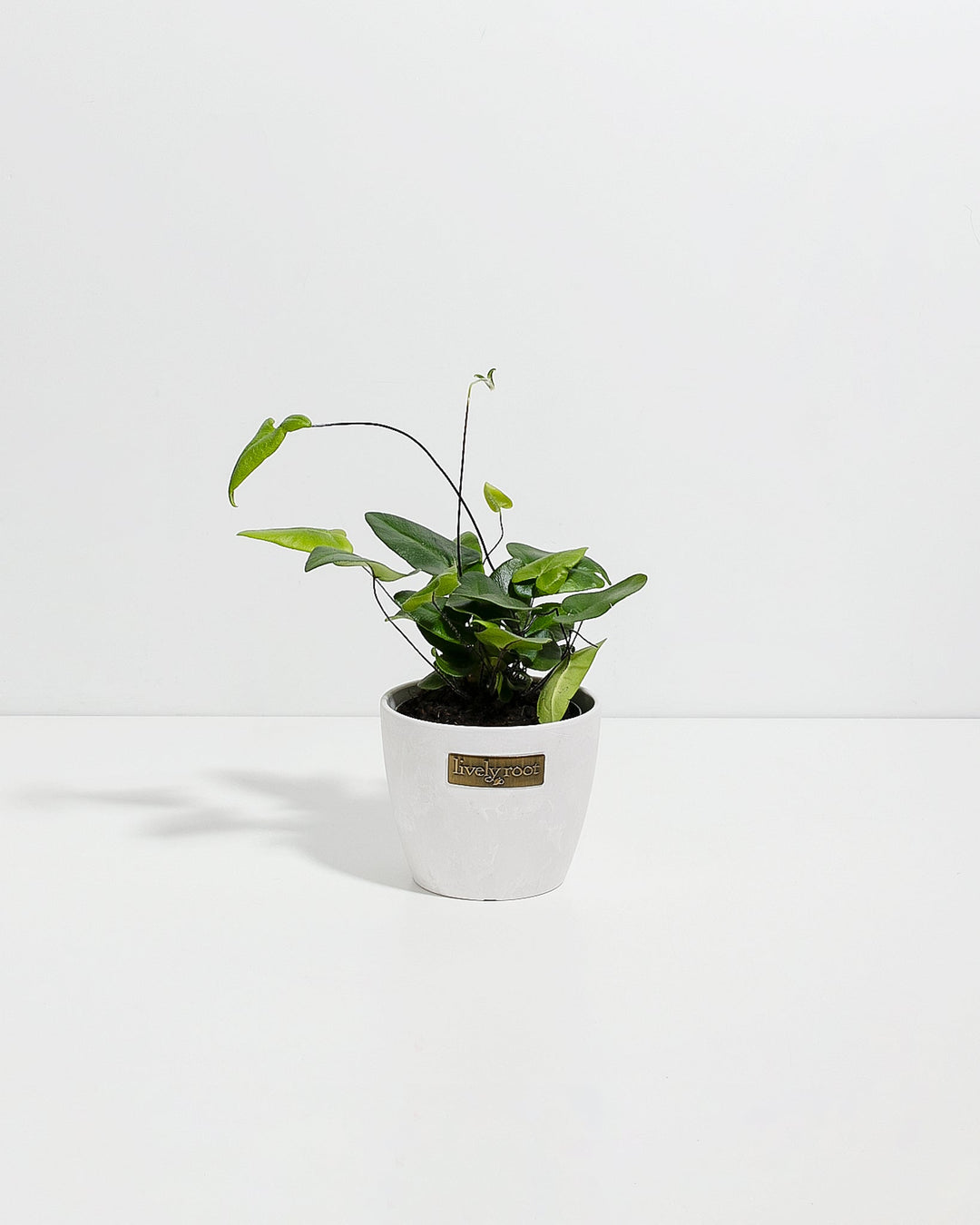 4" Heart Leaf Fern with glossy green heart-shaped leaves in a white textured Lively Root pot on a white background