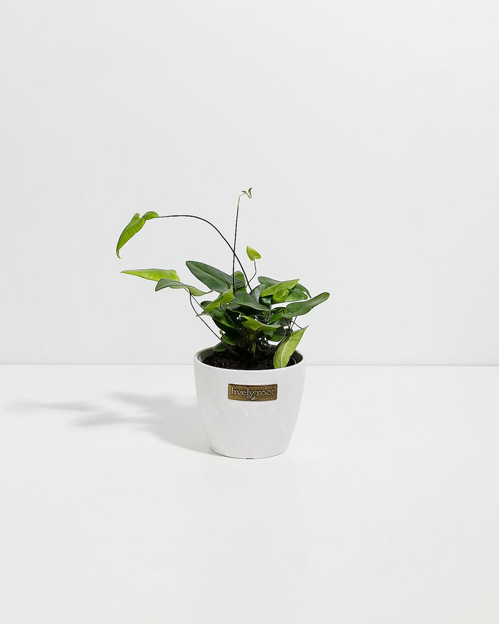 4" Heart Leaf Fern with glossy green heart-shaped leaves in a white textured Lively Root pot on a white background