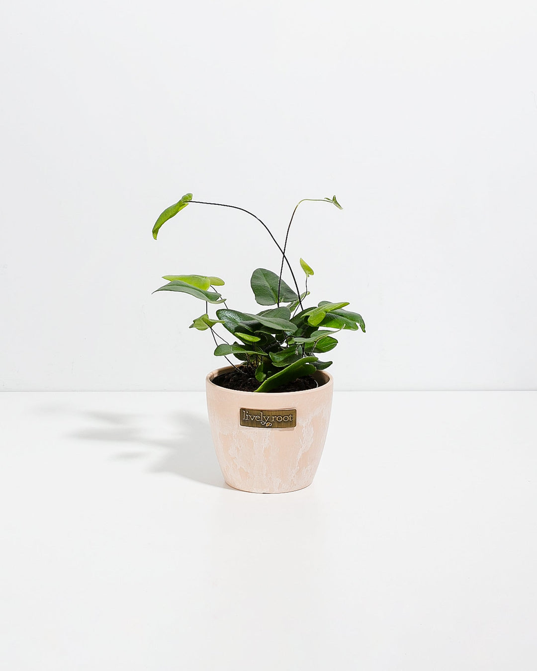 4" Heart Leaf Fern with glossy heart-shaped leaves and curling wire-like fronds in a blush pink textured ceramic pot