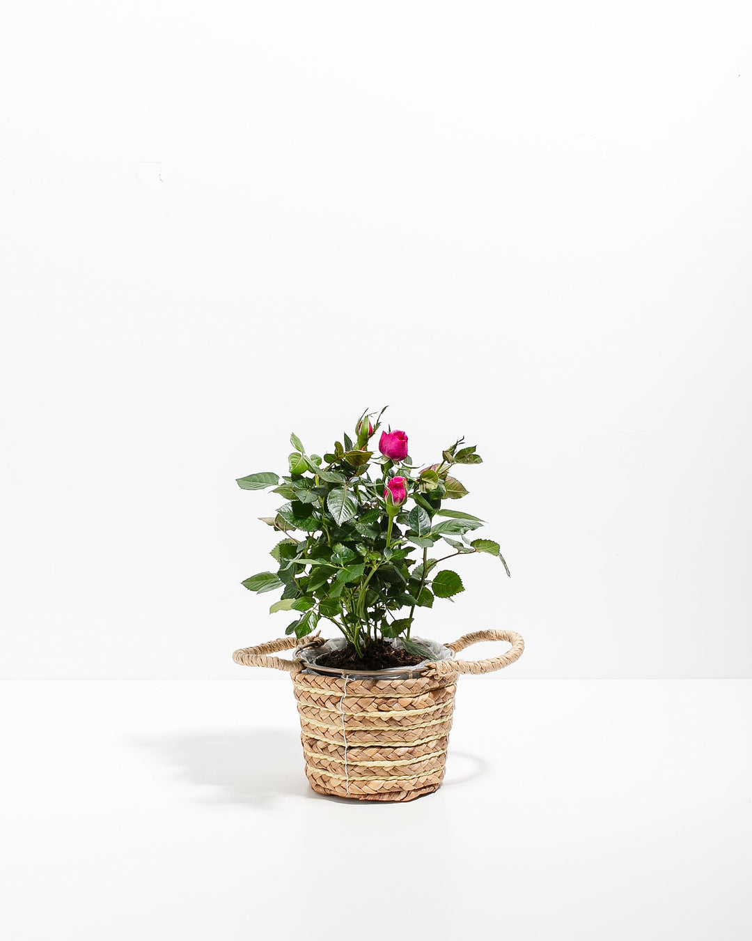 Magenta Miniature Rose