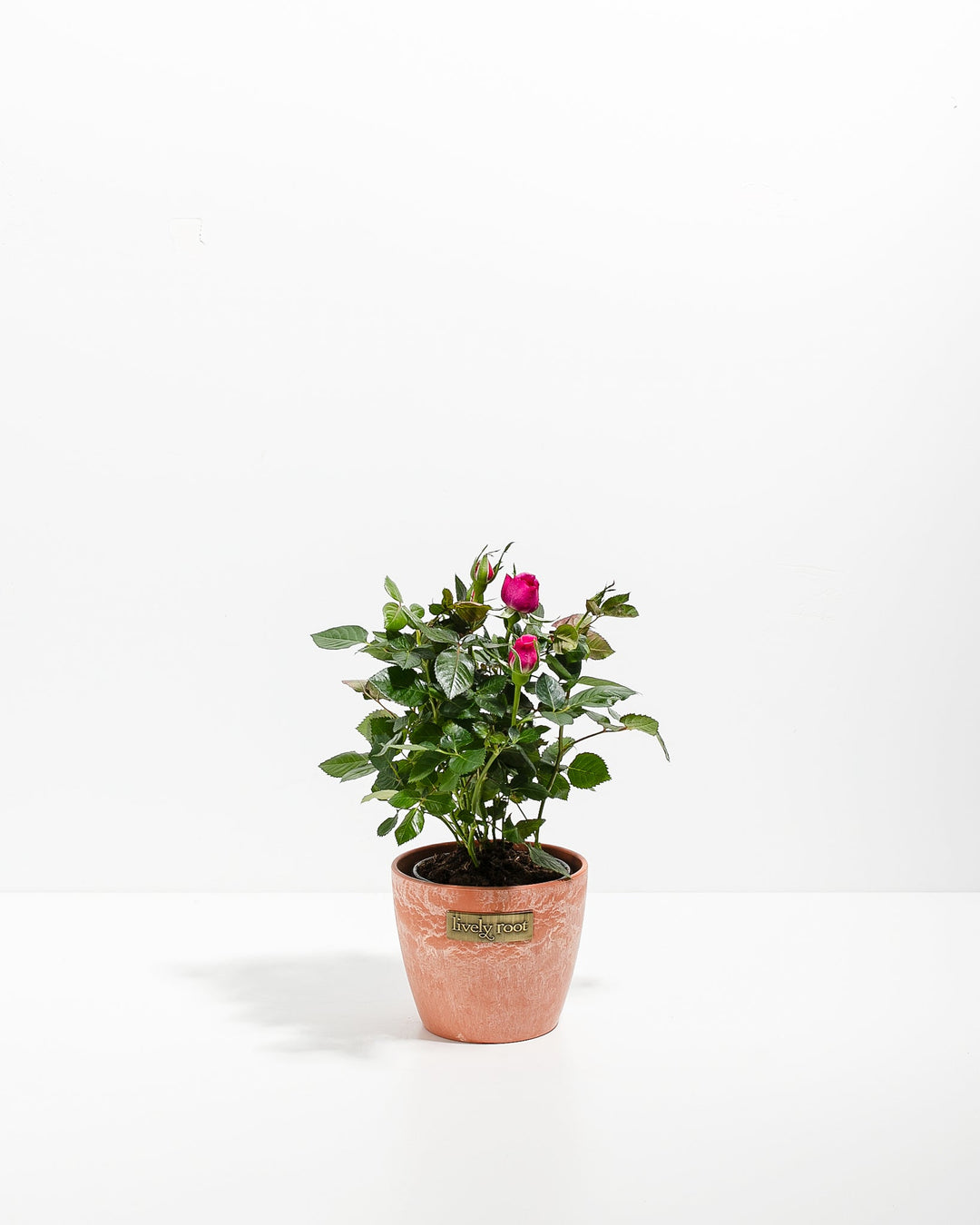 Magenta Miniature Rose
