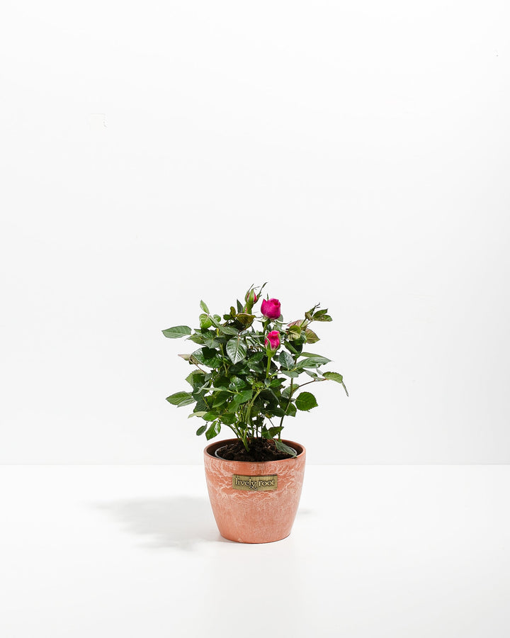 Magenta Miniature Rose