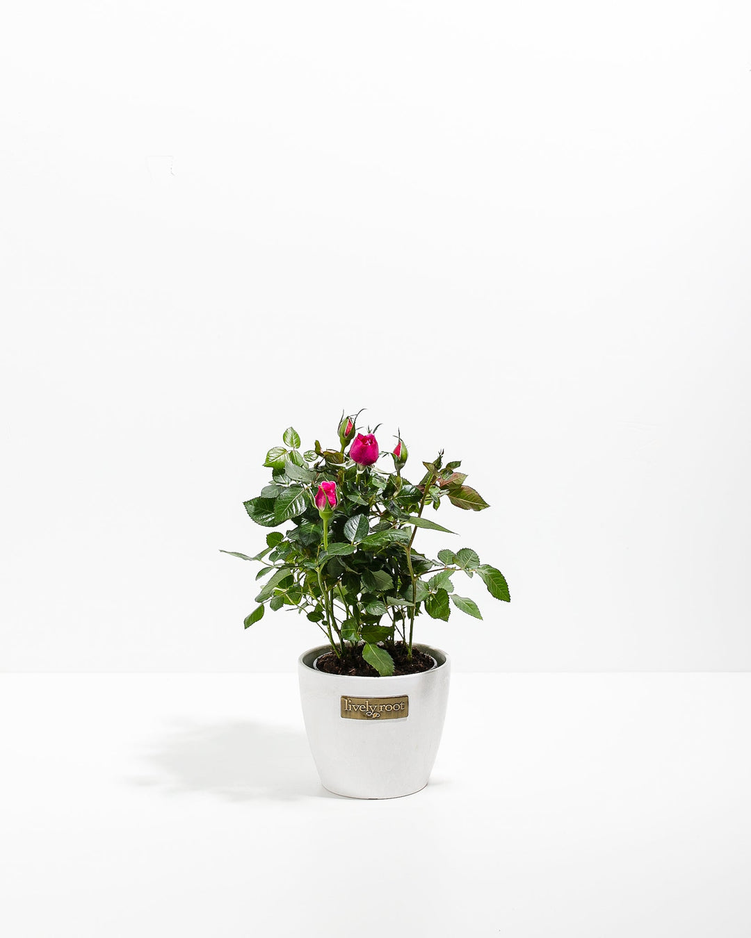 Magenta Miniature Rose