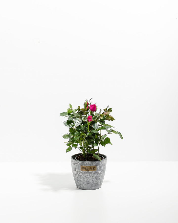 Magenta Miniature Rose