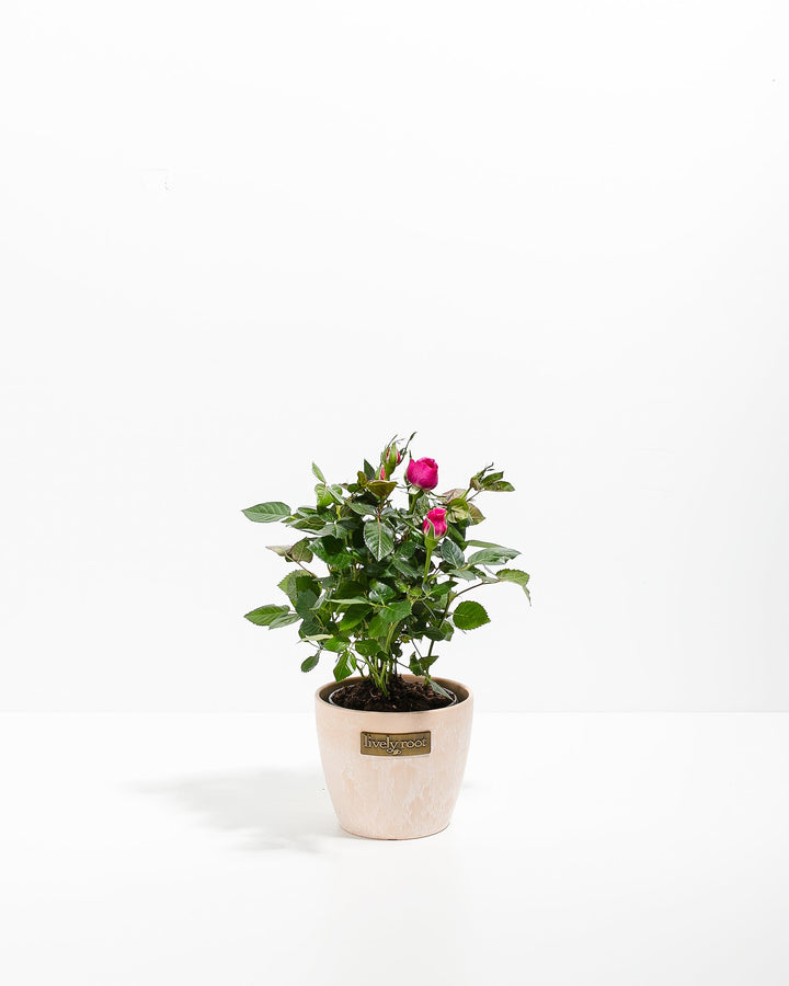Magenta Miniature Rose