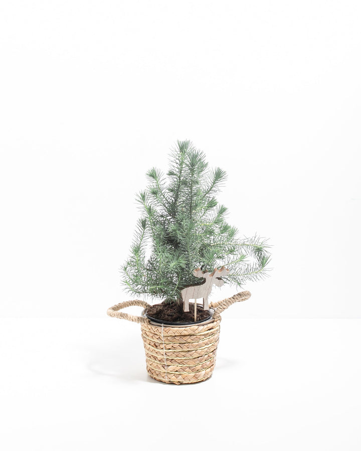 Italian Stone Pine (Pinus pinea)