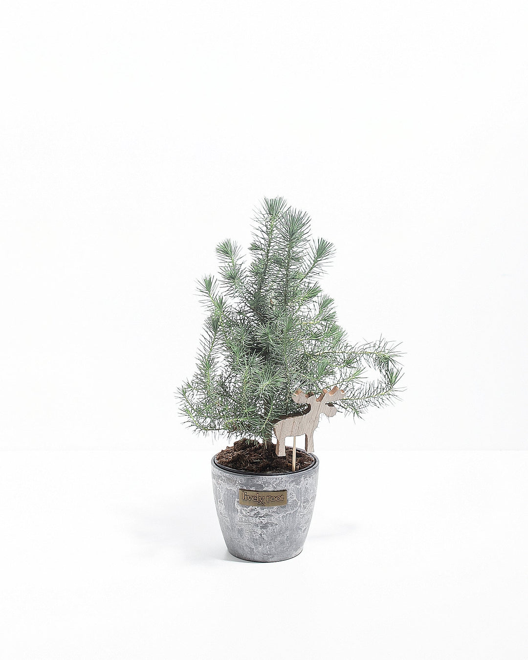 Italian Stone Pine (Pinus pinea)