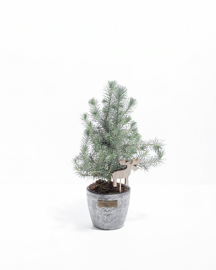 Italian Stone Pine (Pinus pinea)