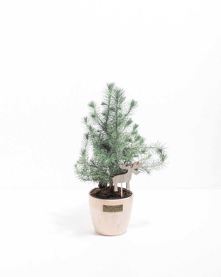 Italian Stone Pine (Pinus pinea)