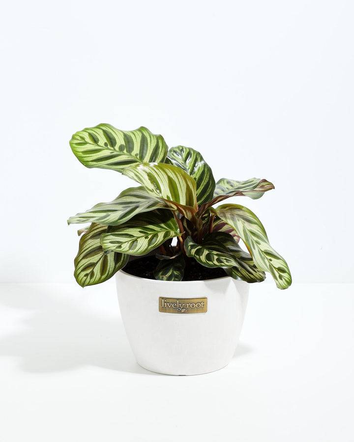 A vibrant, 6-inch Peacock Plant (Calathea makoyana) displaying elegantly patterned green and cream leaves with its signature dark green, feather-like oval markings. The plant is potted in a smooth, white ceramic planter that features a small, rectangular gold "Lively Root" brand plate on the front, all set against a clean, solid white background.