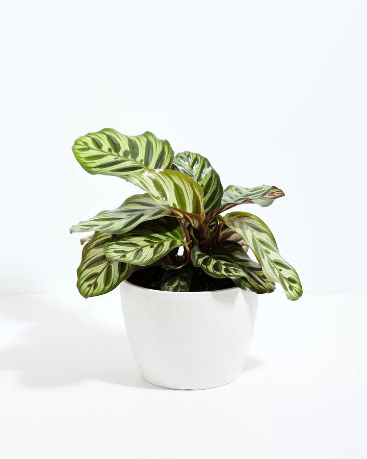 Peacock Plant