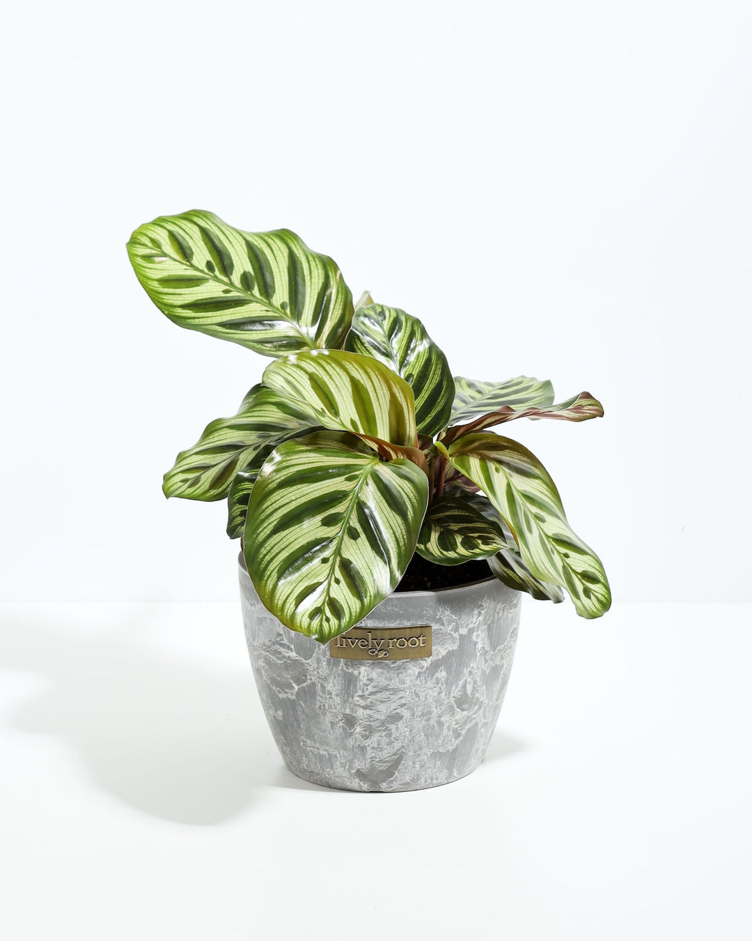 A vibrant, 6-inch Peacock Plant (Calathea makoyana) showcasing its distinctively patterned green and cream leaves with feather-like oval markings. The plant is potted in a textured grey planter that features a small, rectangular gold "Lively Root" brand plate on the front, set against a solid white background