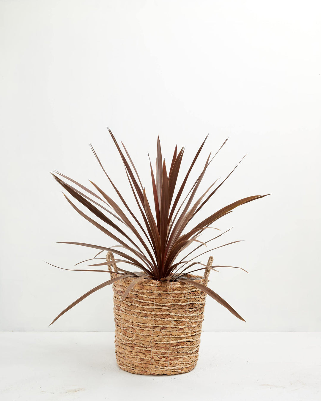 Cordyline Australis Red Sensation