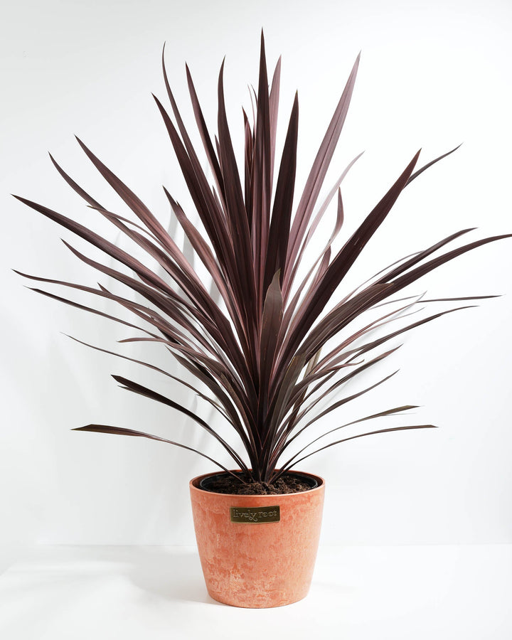 Cordyline Australis Red Sensation