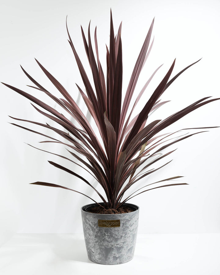 Cordyline Australis Red Sensation