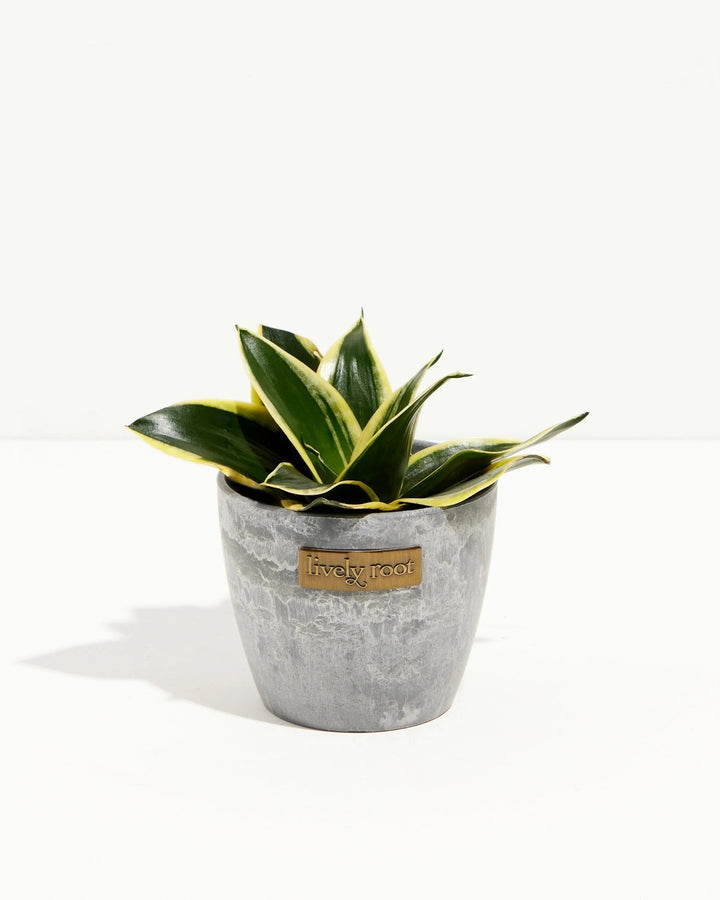 Black Gold Snake Plant