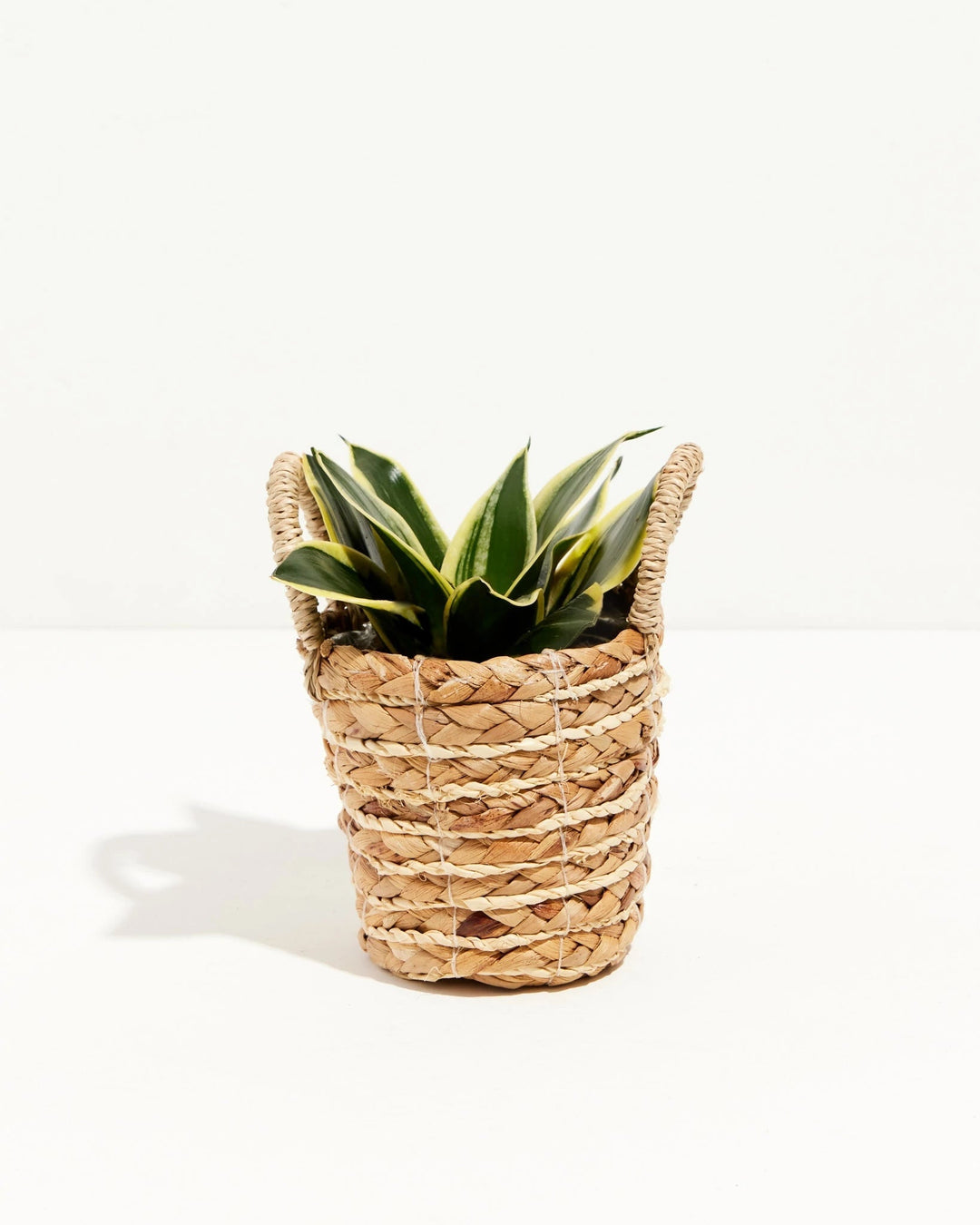 Black Gold Snake Plant