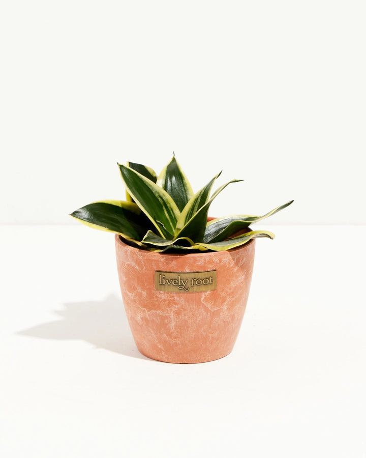Black Gold Snake Plant