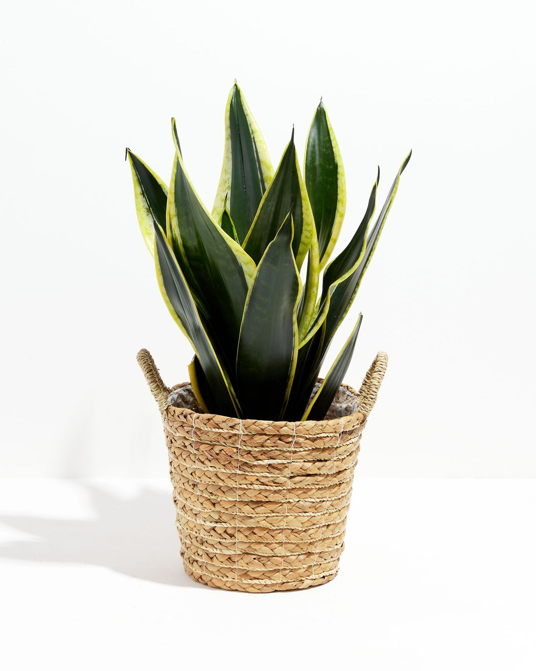 Black Gold Snake Plant