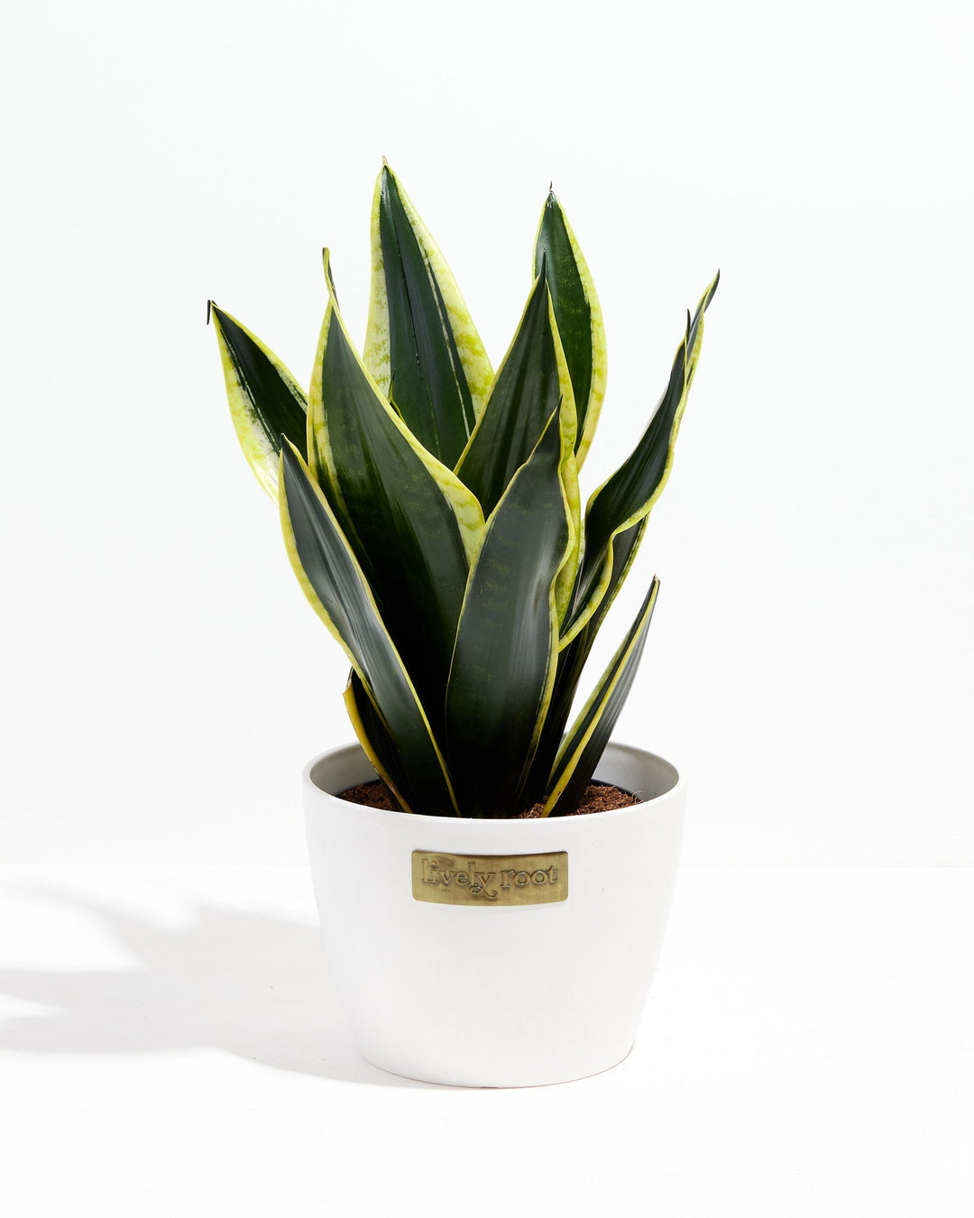 Black Gold Snake Plant