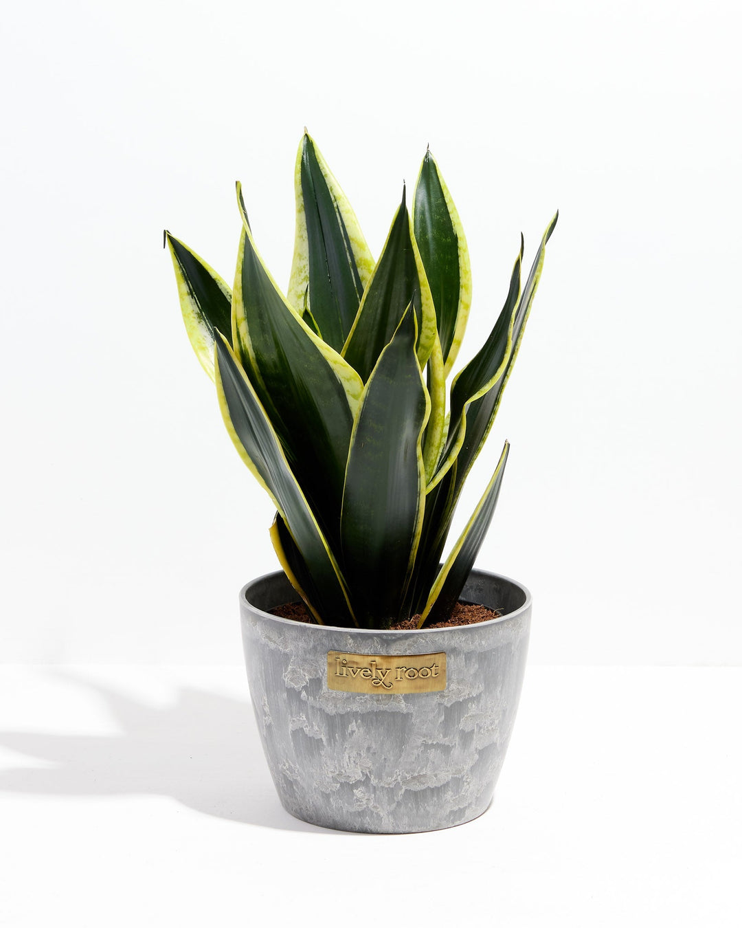 Black Gold Snake Plant