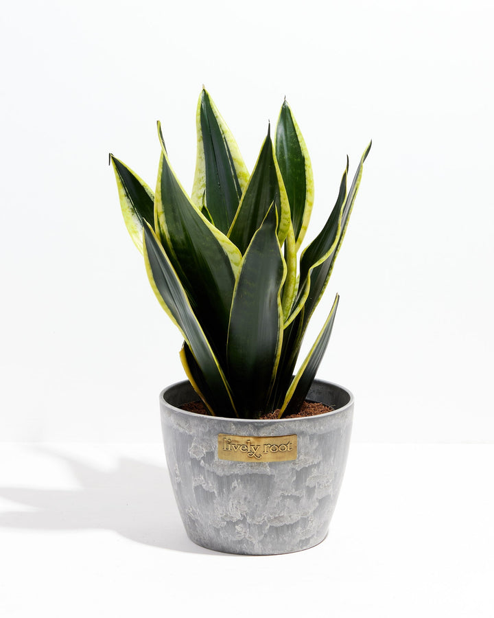 Black Gold Snake Plant