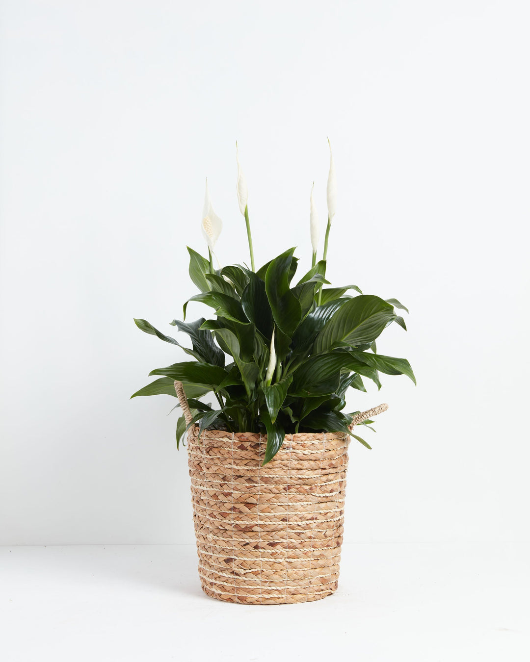Peace Lily (Spathiphyllum)