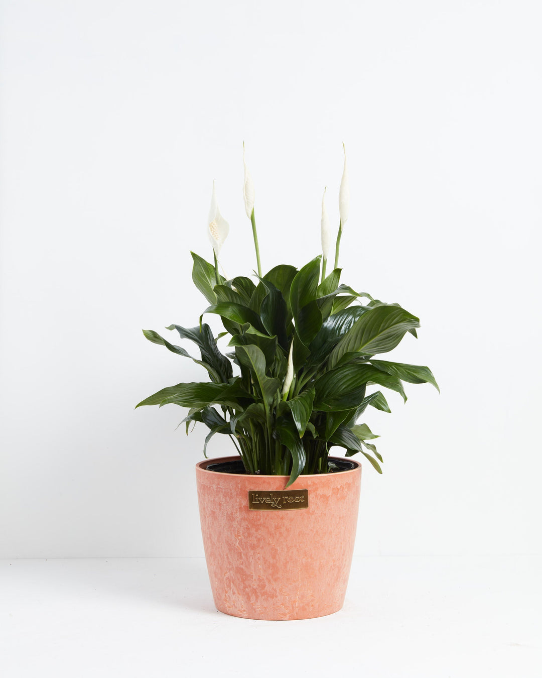 Peace Lily (Spathiphyllum)